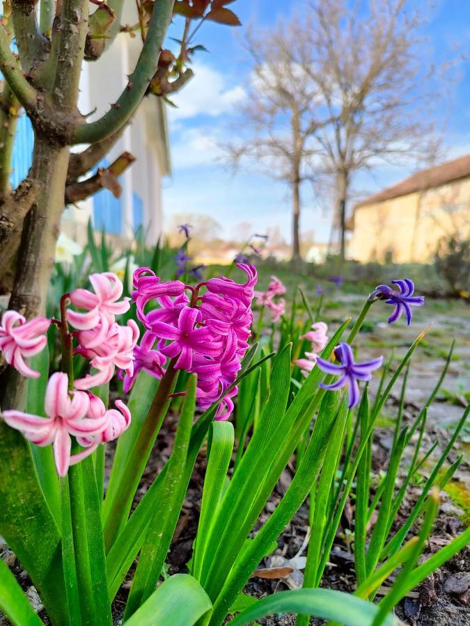 Ethno&Coffee House Tulip Bed & Breakfast Glozan Exterior foto